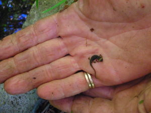 La Salamandrina terdigitata nella foto di Joanna Pallaris