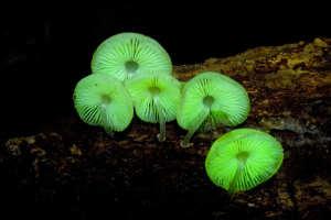 Neonothopanus gardneri