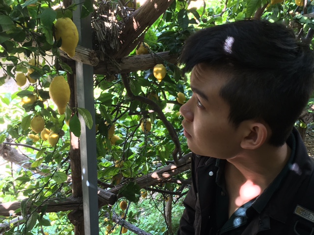 Minh in a lemon garden