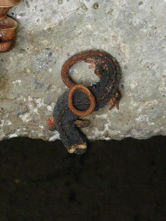 Una salamandrina in un'immagine di Joanna Pallaris