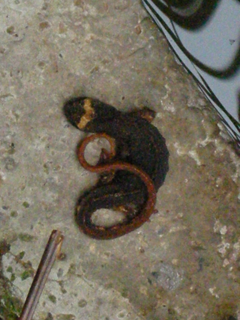 La Salamandrina nel Vallone Porto, in una foto di Joanna Pallaris
