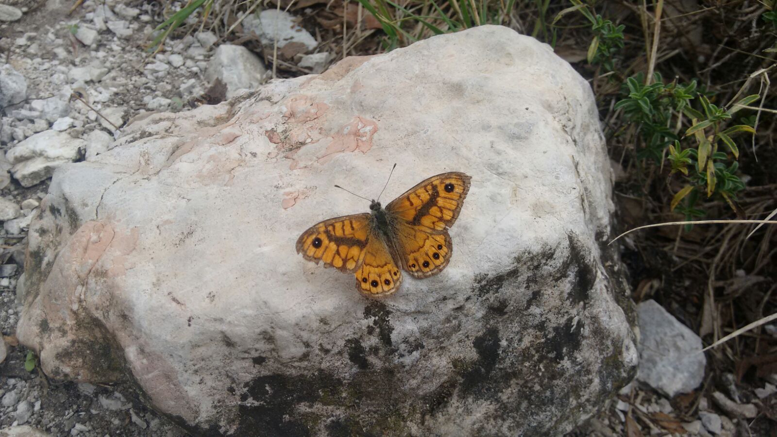 Lasiommata Megera (The Wall Brown)